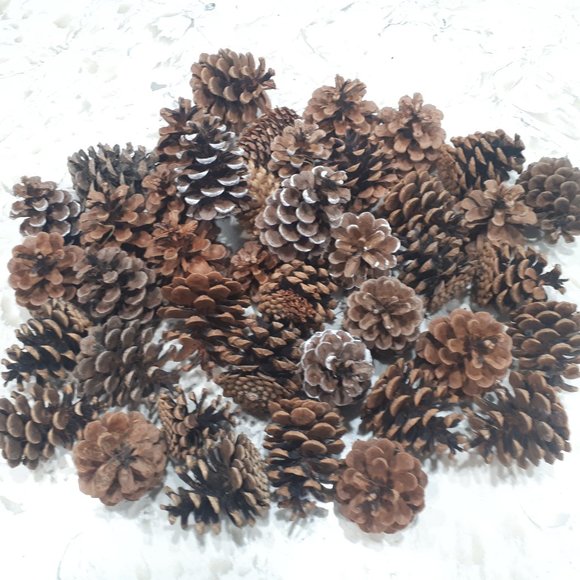 COPY - Pinecones Organic Canadian for Decoration or holiday - Picture 2 of 5